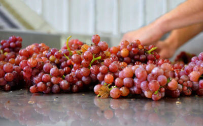 Gewürztraminer Vertical