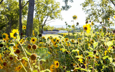 Biodynamics Q&A with Thijs Verschuuren