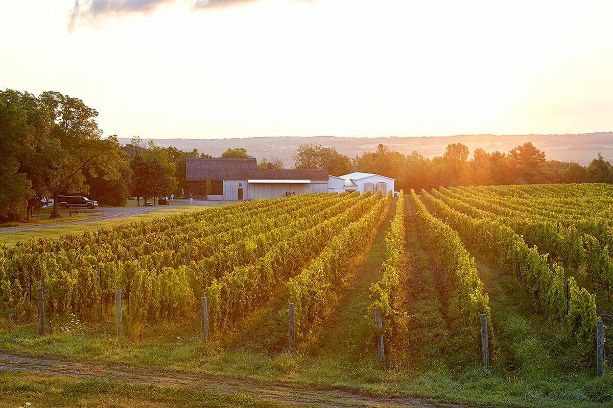HJW_viewofwineryfromvineyard