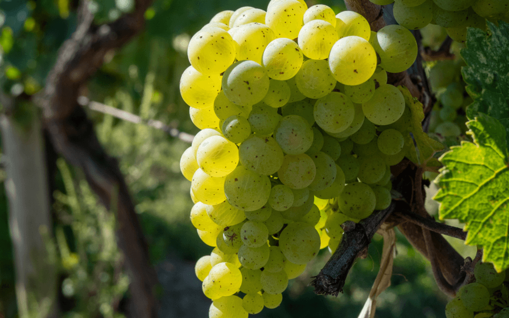 VinePair s 30 Best Rieslings To Try In 2026 Hermann J Wiemer Vineyard