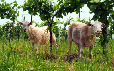 Food & Wine: “Toast to Earth Day With a Tasting at One of America’s Most Sustainable Wineries”