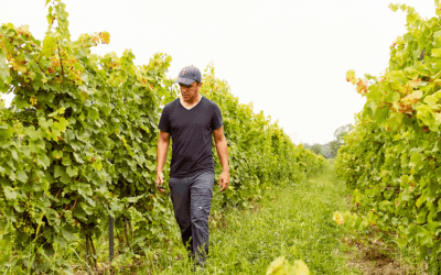 Thijs Talks Biodynamics on the Vineyard Underground Podcast