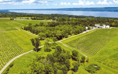 Jancis Robinson Wines of the Week: Riesling HJW Vineyard 2023
